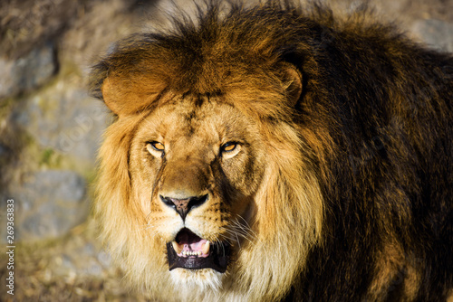 Fototapeta Naklejka Na Ścianę i Meble -  Beautiful Mighty Lion