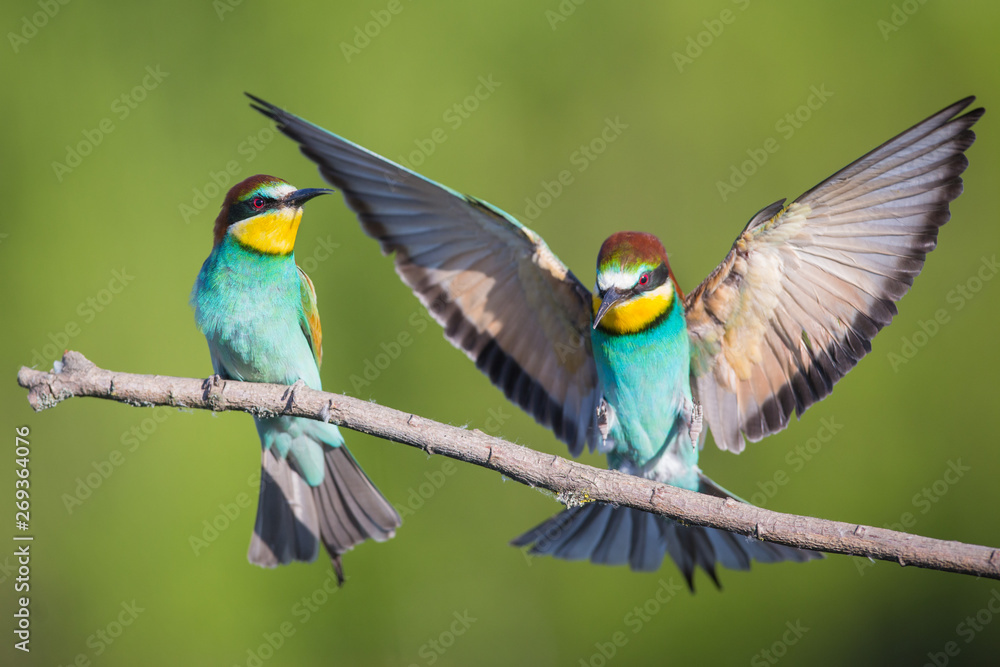 Obraz premium Bee-eater landing