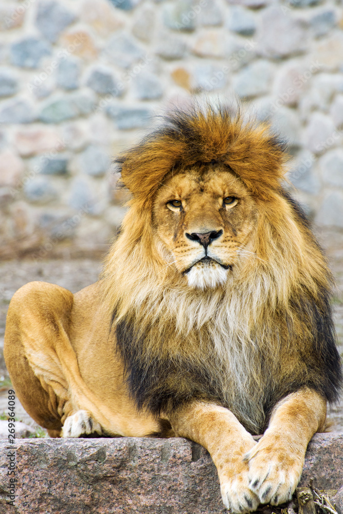 Obraz premium Beautiful Mighty Lion