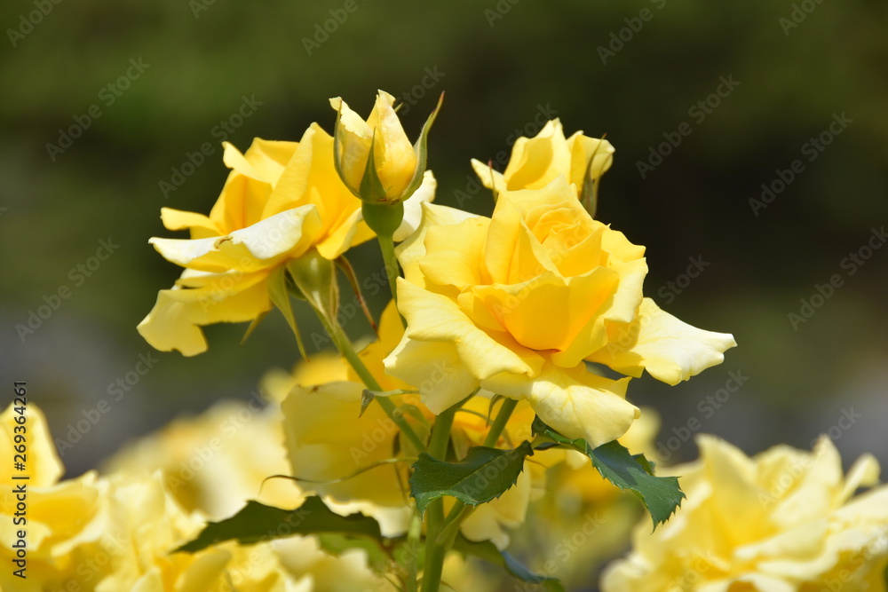 Fototapeta premium 薔薇