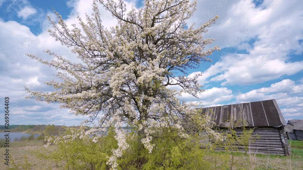 A lonely blooming apple tree on light spring wind in a countryside with clouds in a background. A lonely blooming apple tree on light spring wind in a countryside with clouds in a background.