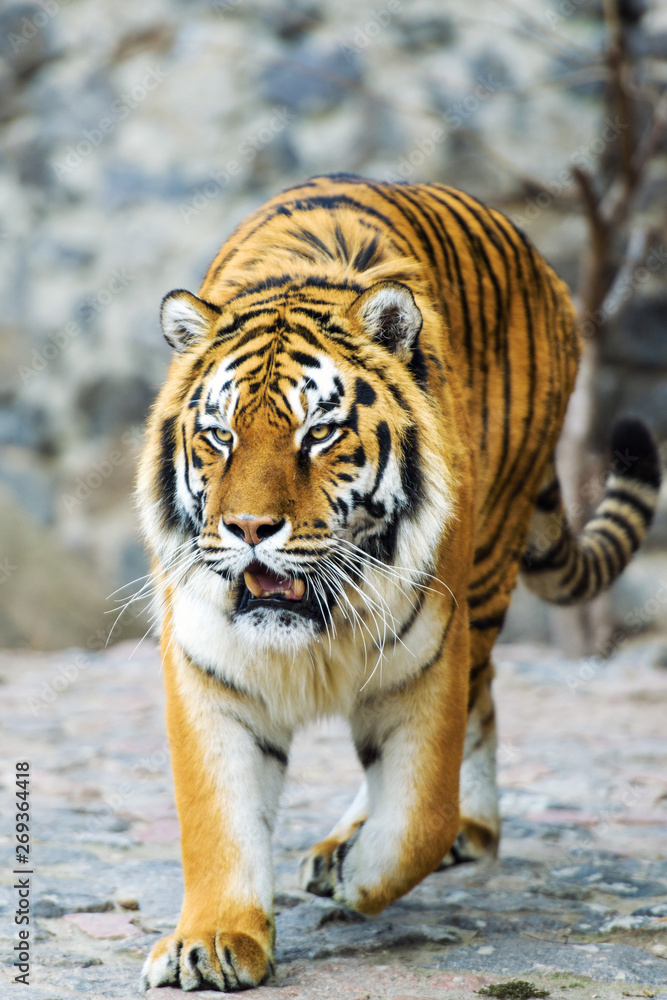 Obraz premium Beautiful Amur tiger