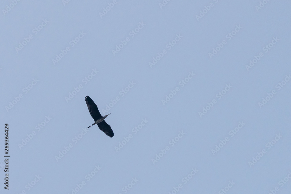 Grey Heron or Ardea cinerea. Single Grey Heron in flight isolated again a plain sky Grey Heron or Ardea cinerea. Single Grey Heron in flight isolated again a plain sky