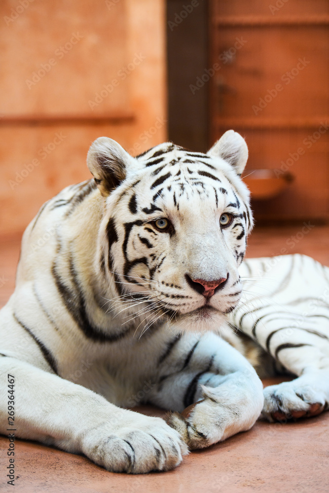 Fototapeta premium White Bengal tiger