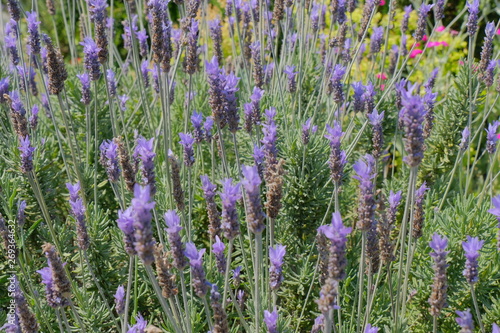 lavender field in provence france