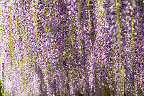 The wisteria flowers of Byodoin temple in Uji city, Kyoto, Japan
