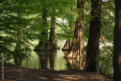 Great cypress swamp close up in the shadow