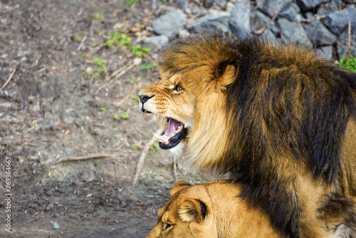 Fototapeta Naklejka Na Ścianę i Meble -  lion and lioness