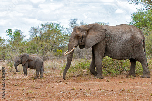 mother and child. Female elephant with her calf walking in Kruger National Park in South Africa