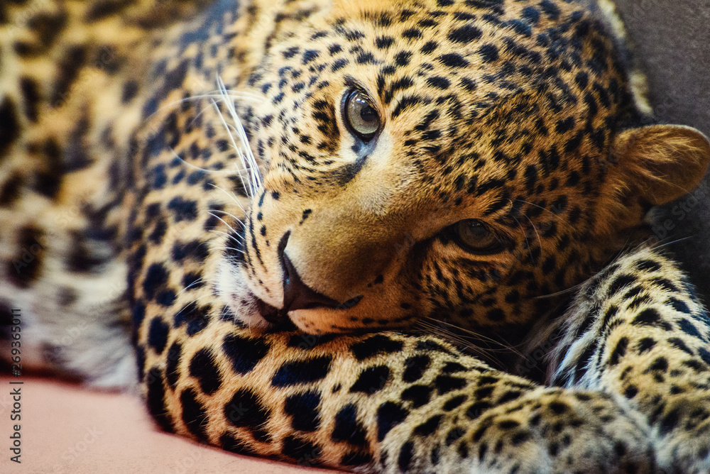 Fototapeta premium leopard