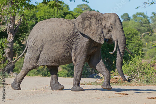  Female elephant  walking in Kruger National Park in South Africa