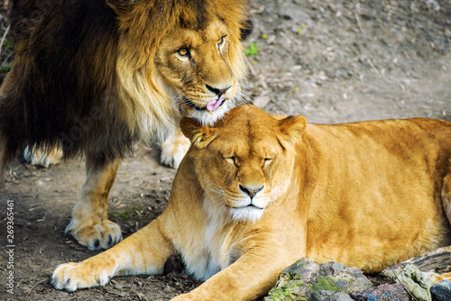 Fototapeta Naklejka Na Ścianę i Meble -  lion and lioness