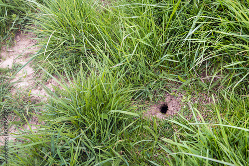 Mouse hole in the slope of a Dutch dike photo