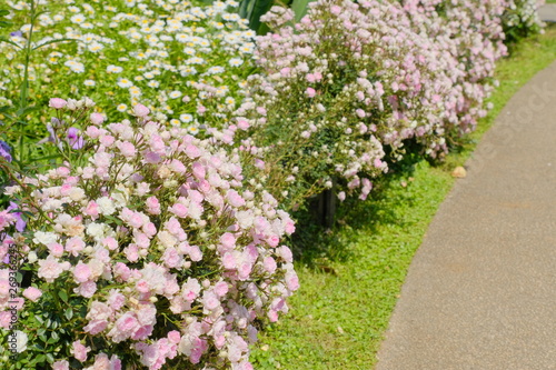 rose garden in Yokohama city