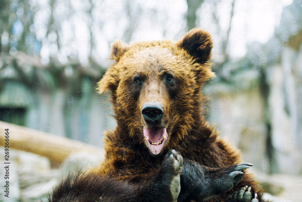 Fototapeta premium brown bear cub playing and rolling in the water