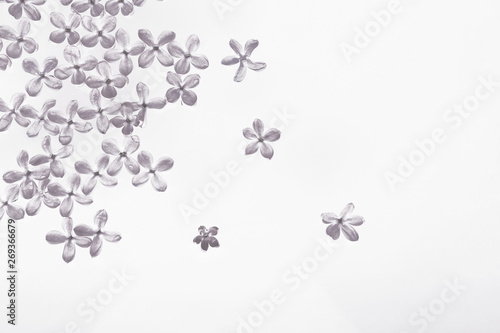 Lilac flowers laid out on a white background. Soft image. Template for postcards.