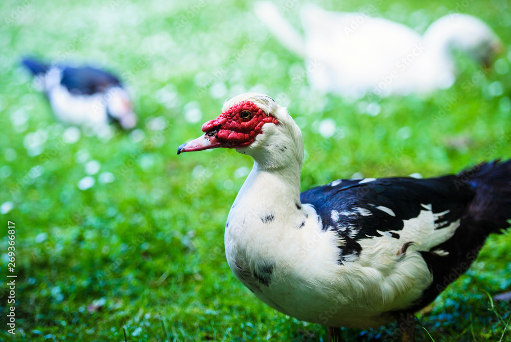 Duck on a green meadow
