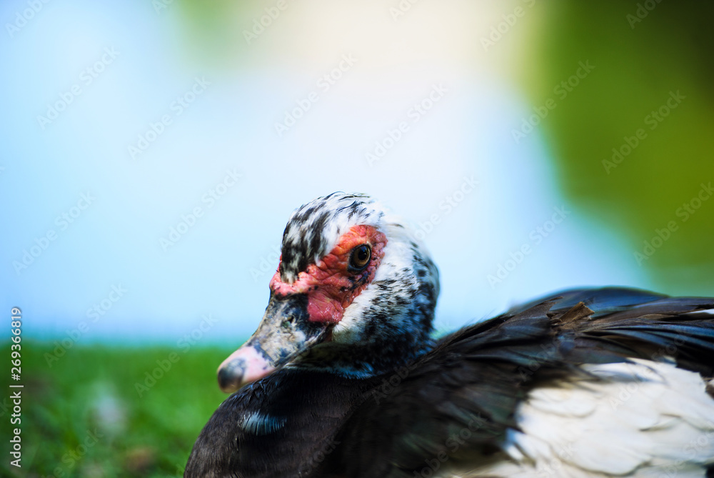 Duck on a green meadow with flowers Duck on a green meadow with flowers