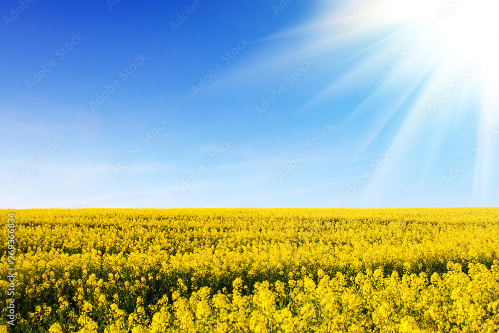 Fototapeta premium field of yellow rapeseed against the blue sky