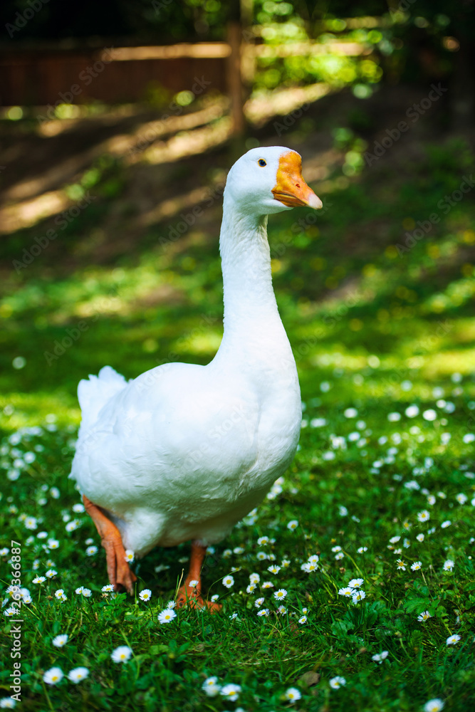 White domestic goose