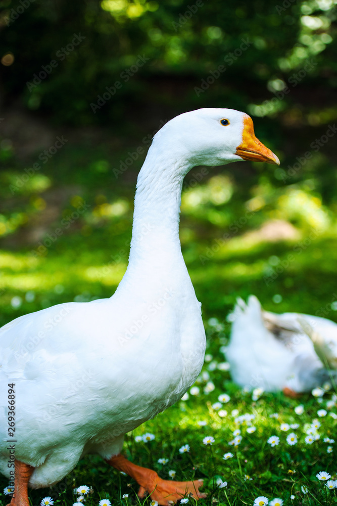 White domestic goose on a green meadow with flowers White domestic goose on a green meadow with flowers