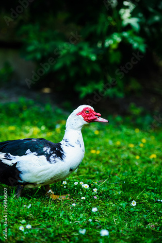 Duck on green grass