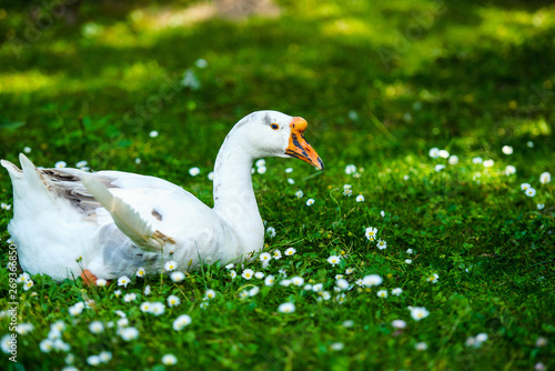 White domestic goose on a green meadow with flowers