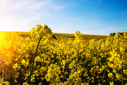 field of yellow rapeseed against the blue sky