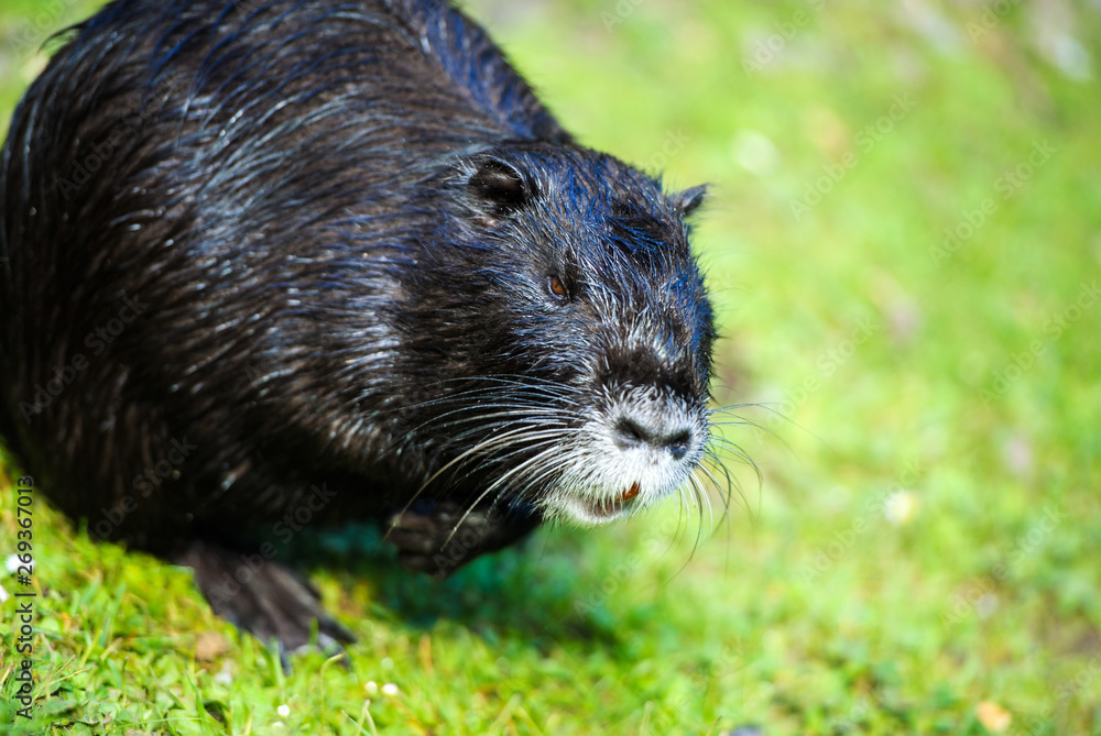 Nutria (Myocastor coypus)