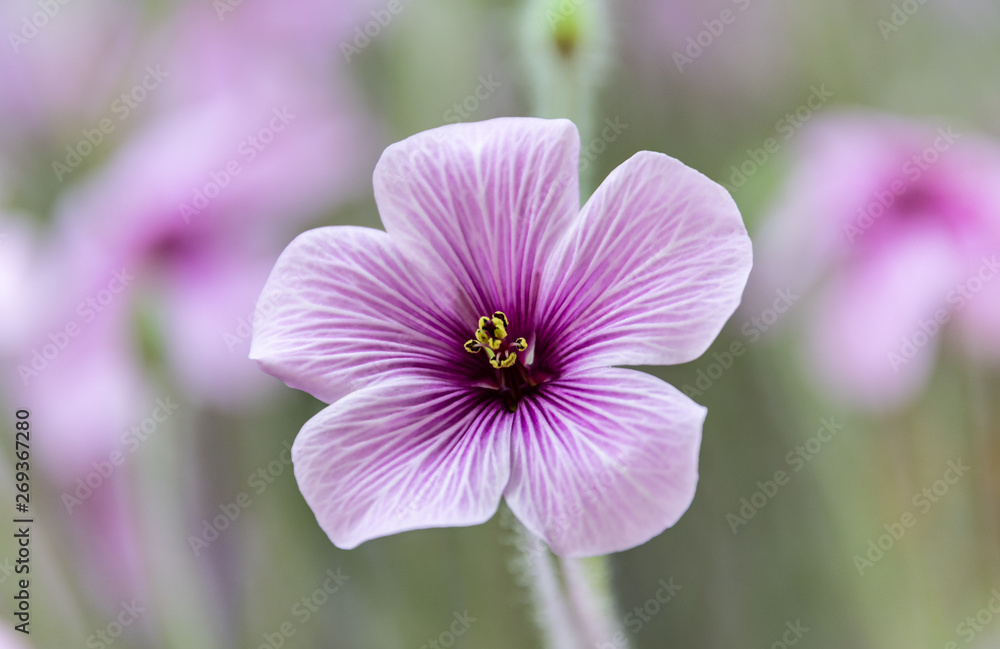 Pretty small purple flower - Geranium Pretty small purple flower - Geranium