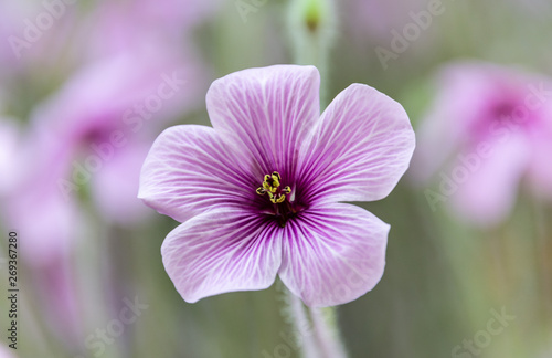 Pretty small purple flower - Geranium
