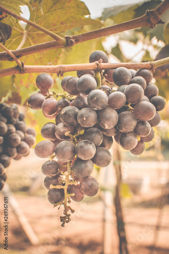 Branch grapes on vine in vineyard vintage background