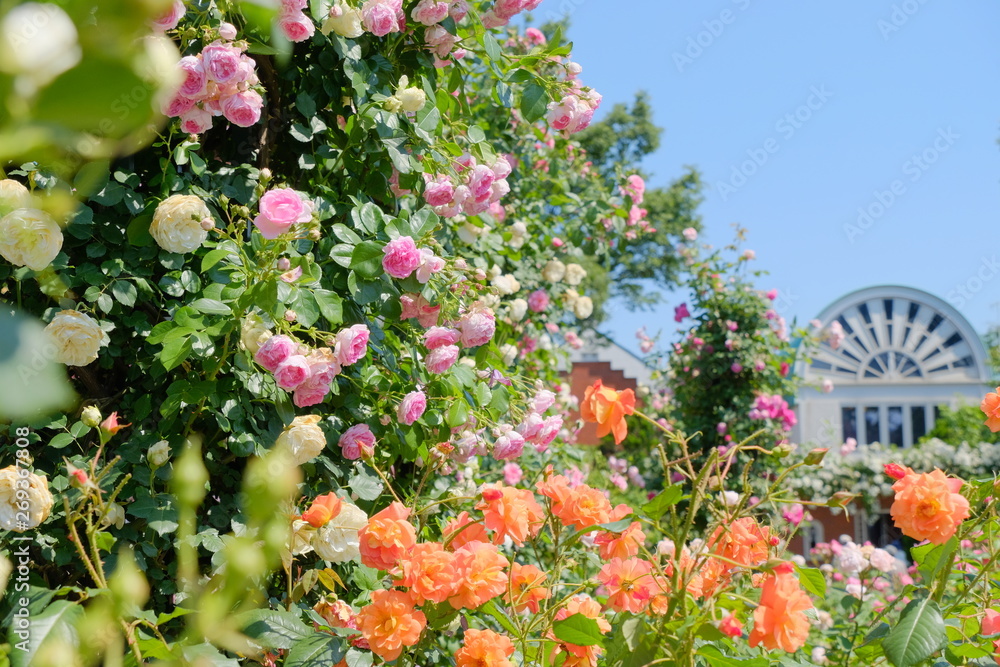 rose garden in Yokohama city
