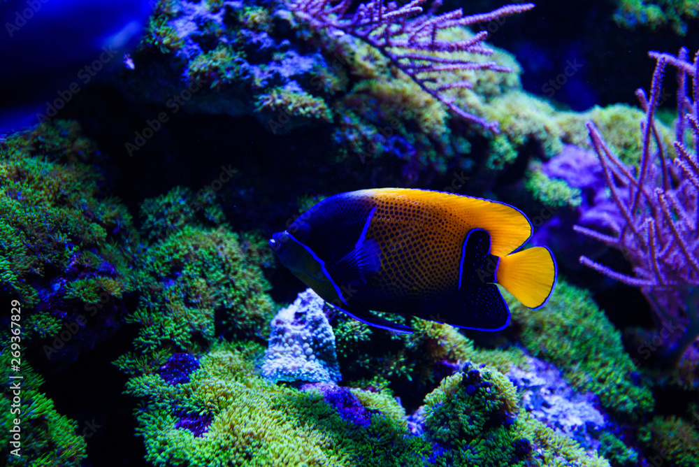 Obraz premium Wonderful and beautiful underwater world with corals and tropical fish.