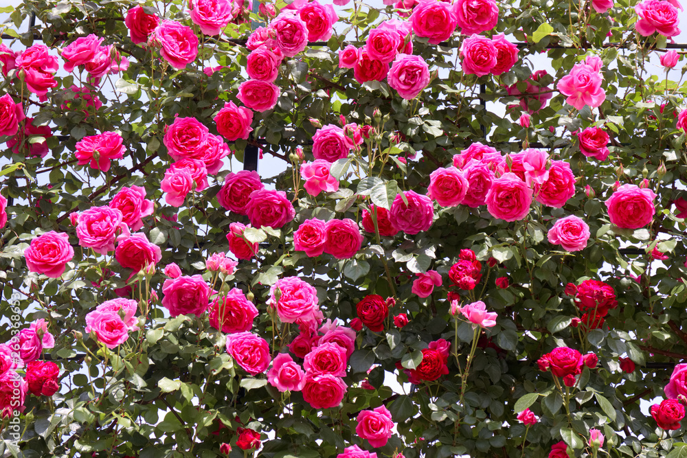 あしかがフラワーパーク　バラ（パレード）