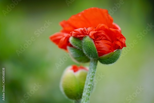 Mohnblume - Klatschmohn öffnet sich