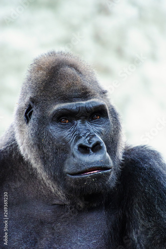 Gorilla © The Len