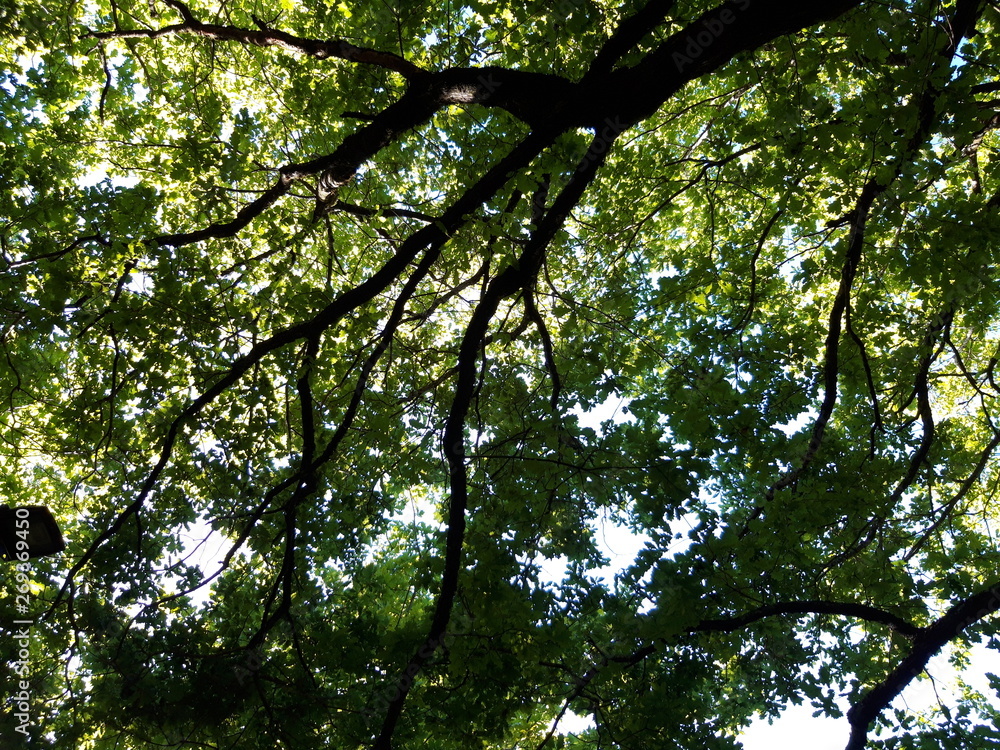 Fototapeta premium Gałęzie w cieniu