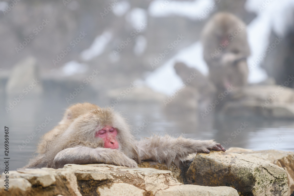 Obraz premium Japanese monkey in onsen, natural hot spring in Nagano, Japan