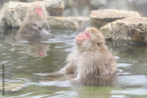 Smiley monkey in onsen, natural hot spring in Nagano, Japan © stnazkul