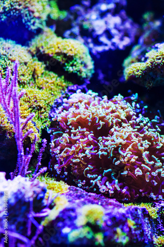 Underwater, Underwater World, Coral Reef