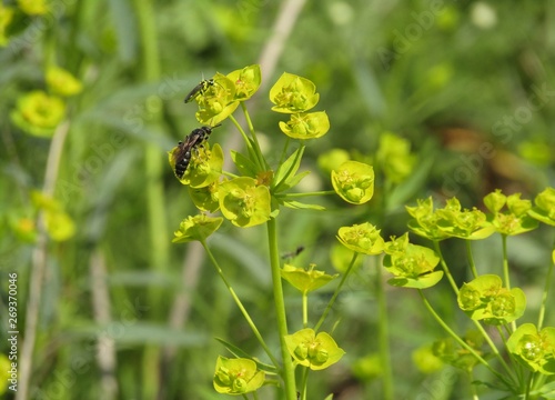 Slika na platnu Plant euphorbia cyparissias
