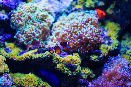 Wonderful and beautiful underwater world with corals and tropical fish. © The Len