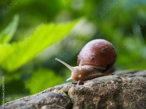 Grape snail on a green background