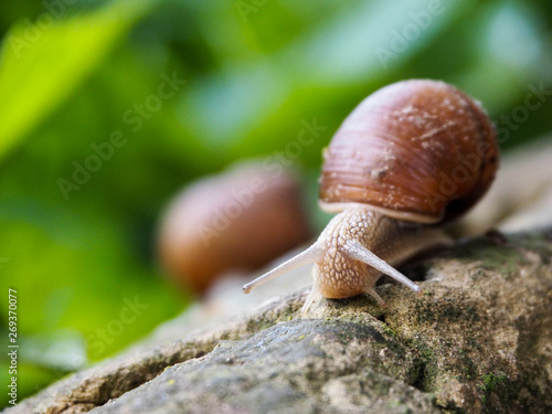The grape snail crawls along the concrete surface down
