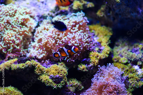 Wonderful and beautiful underwater world with corals and tropical fish. © The Len