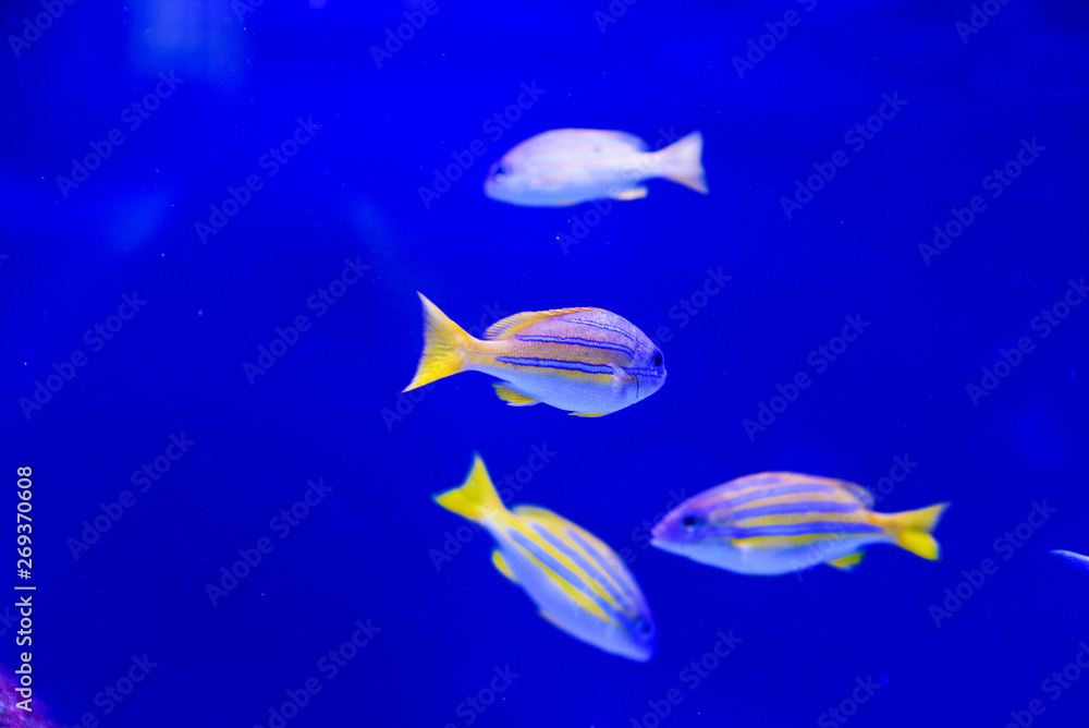 Naklejka premium Wonderful and beautiful underwater world with corals and tropical fish.