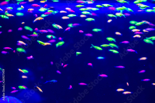 tropical fish in the neon light