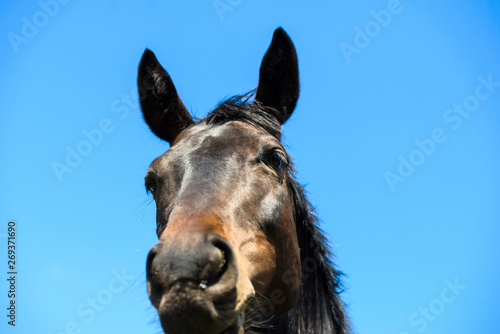 Portrait of beautiful horse in summer