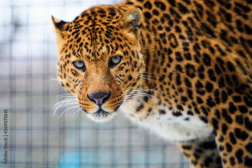 Obraz premium leopard portrait